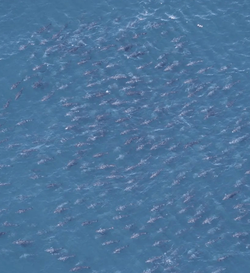 Long Beach Tuna Migration